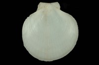 藏品(日月蛤)的圖片